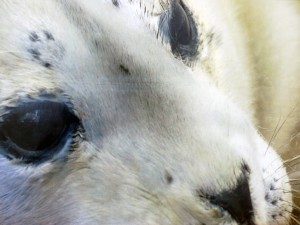 Marine Mammal Center